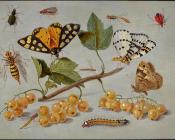 简 凡 凯塞尔 : Butterflies and Insects